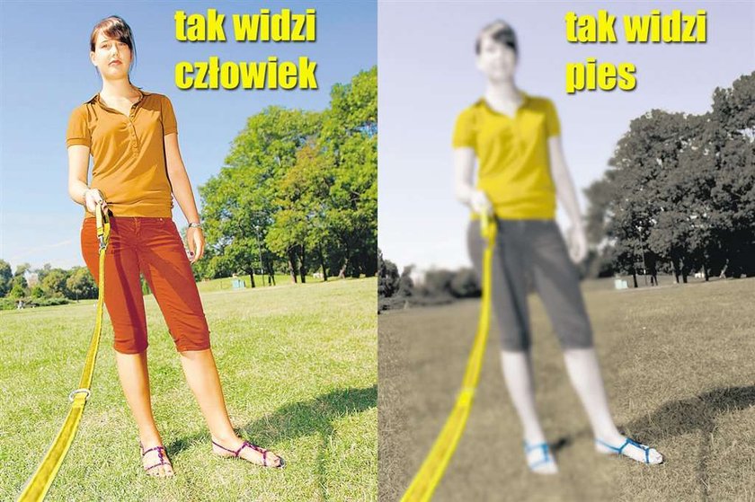 Tak cię widzi pies