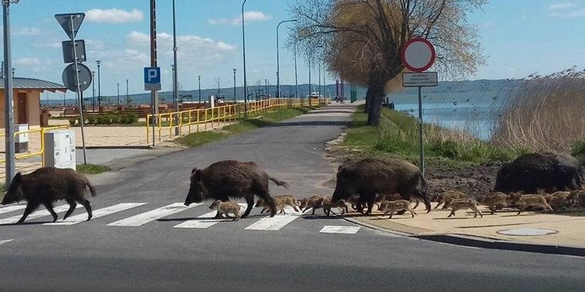 Dzika rodzina wybrała się na wakacje do Krynicy Morskiej 