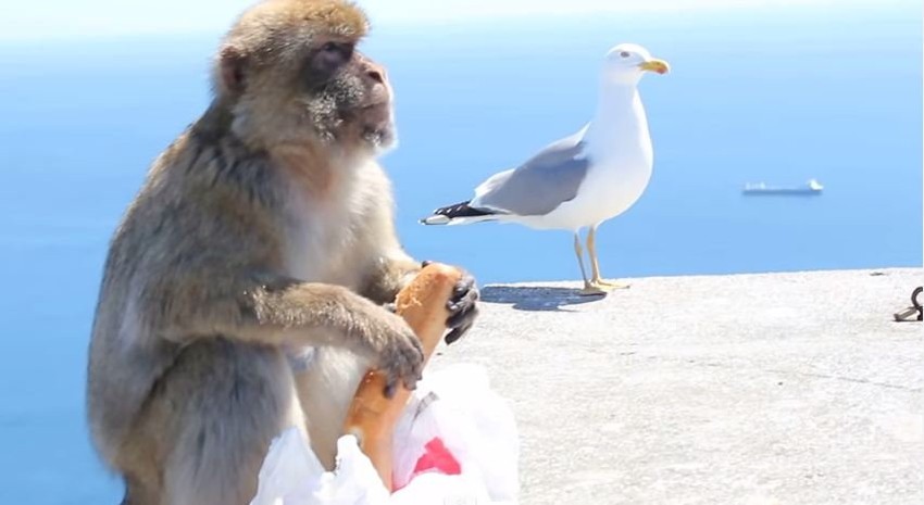 Majmun uživa u "teško zarađenom" obroku