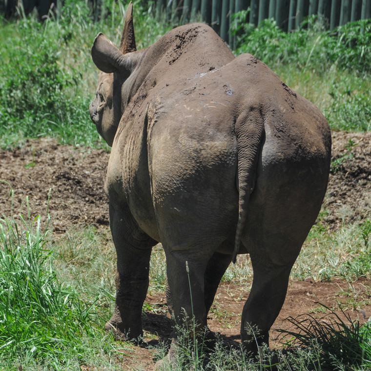 Najstarszy na świecie nosorożec czarny zmarł w Tanzanii
