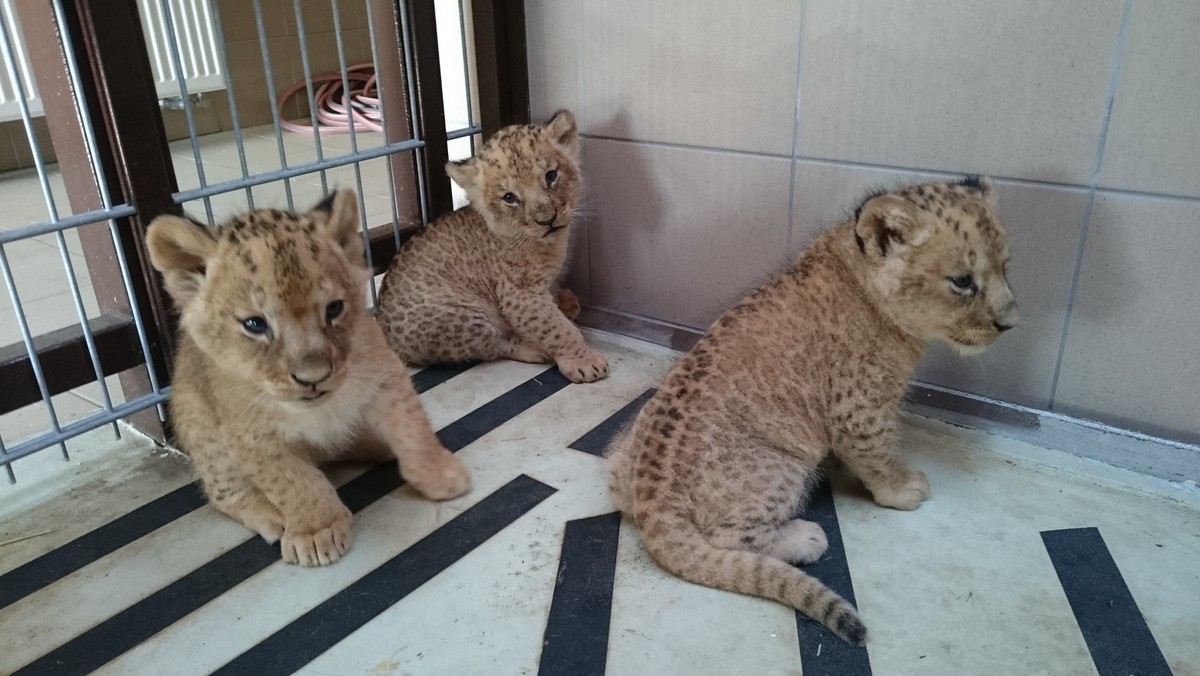 Bastet, Freja i Aion, czyli dwie samiczki i jeden samiec. Ogród zoologiczny w Oliwie ma nowych lokatorów. To trzy lwiątka.