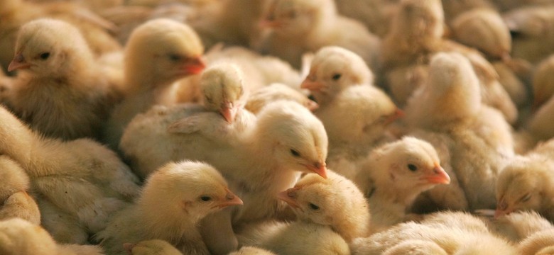 Wirus ptasiej grypy wykryty u człowieka. "Granice międzygatunkowe przekroczone"