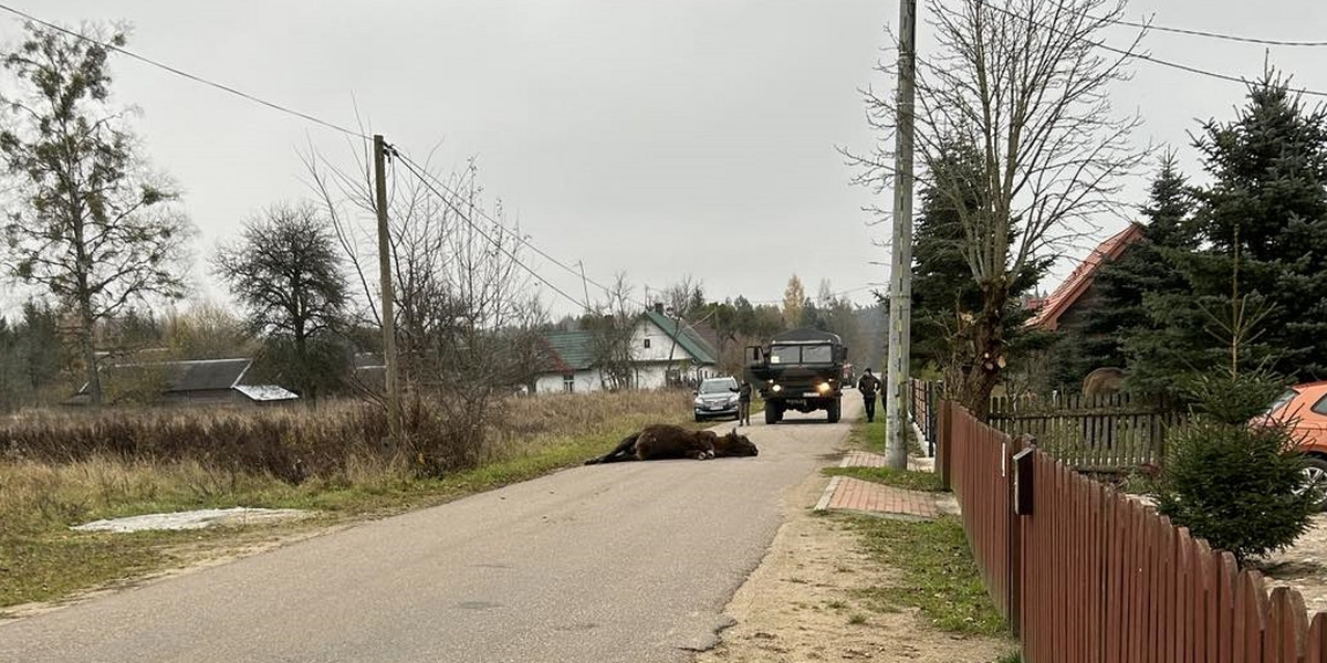 Wojskowa ciężarówka śmiertelnie potrąciła żubra.