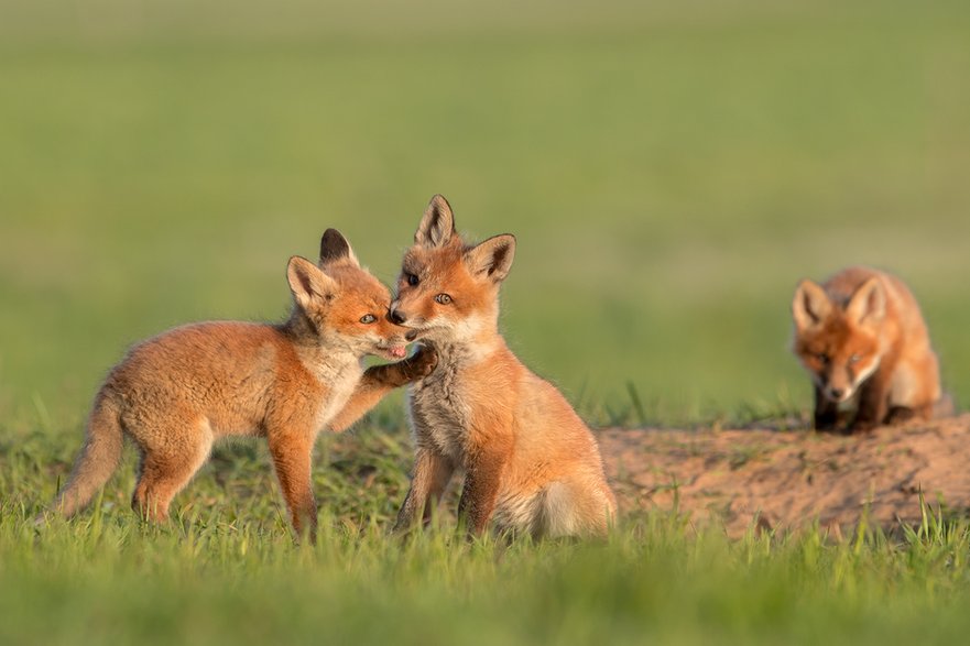 Lis (Vulpes vulpes)