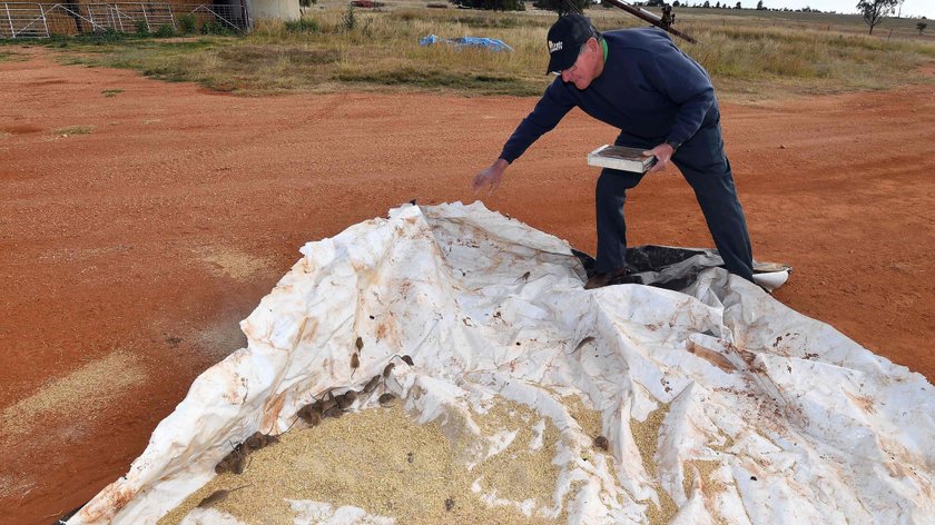 Na zdjęciach: australijscy rolnicy walczący z plagą myszy