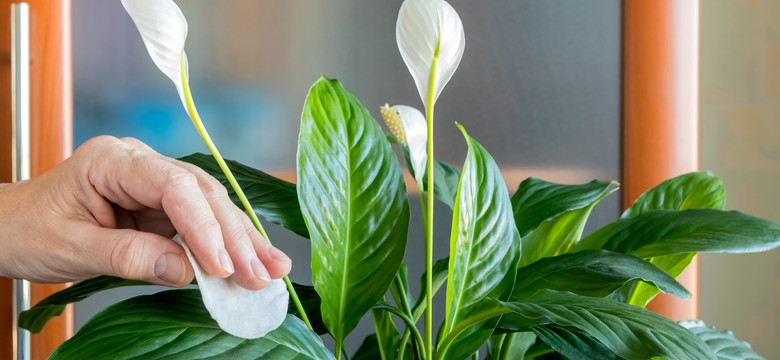 Jak czyścić liście roślin przed świętami. Sprawdź, czy wszystkie gatunki to lubią?