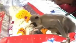 Monkey in mourning 