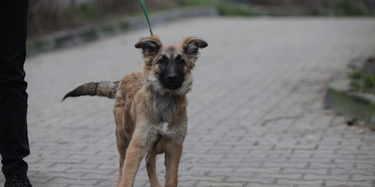 Nie jestem zabawką czyli o piesku Pumba który znowu wrócił do schroniska