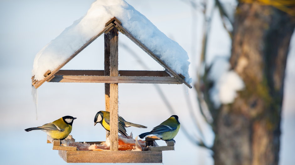 Dokarmianie ptaków jest bardzo popularne zimą  - Linas T/stock.adobe.com