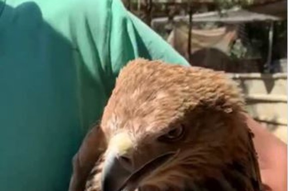 NEVEROVATNA SUDBINA ORLA FELIKSA Preživeo otmicu i šverc na Bliskom Istoku pa vojnim avionom vraćen u Srbiju: "Ima odličan apetit" (VIDEO)