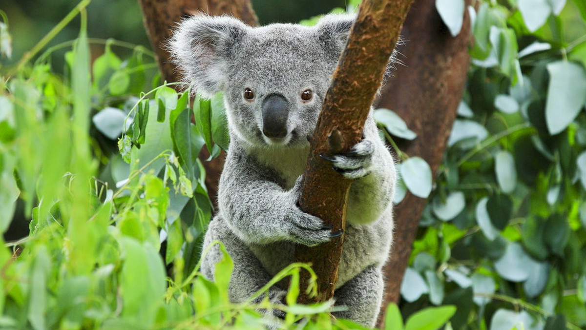 Lizzy to pani koala z Australii, która została potrącona przez samochód. Musiała przejść natychmiastową operację. Okazało się, że ma niezwykłe wsparcie w postaci swojego dziecka.
