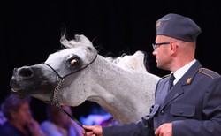 Będzie kontrola stadniny w Michałowie. Powodem klapa finansowa aukcji Pride of Poland
