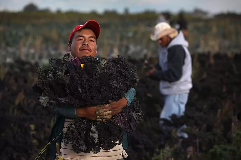 Meksykanin pracujący przy uprawie jarmużu w Kolorado