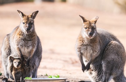 Małe już wyglądają z torby mam!
