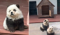 Chińskie zoo z nietypową atrakcją. Pomalowano psy Chow-chow, żeby udawały pandy