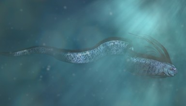 Aż dwie ryby "końca świata" znaleziono w Meksyku. Nadciąga kataklizm? [WIDEO]