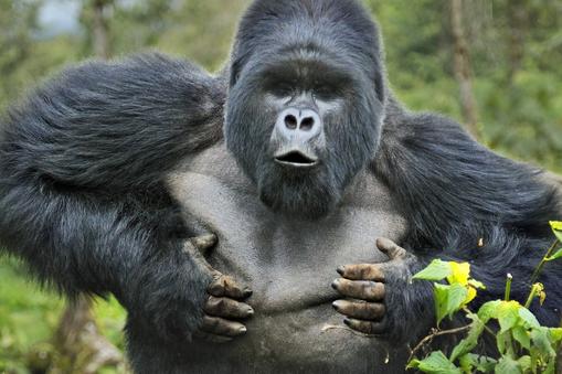Samiec goryla górskiego, Rwanda. Dominujący w stadzie kopuluje ze wszystkimi samicami i to one zabiegają o jego względy