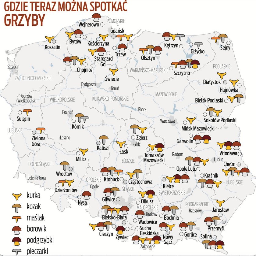 Mapa grzybów. Gdzie można je teraz spotkać?