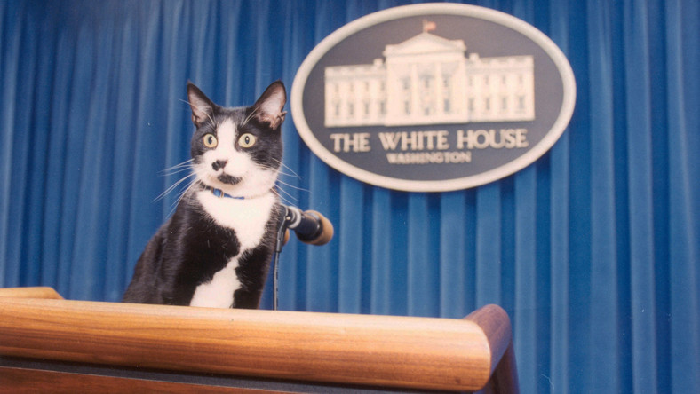 Kot wraca do Białego Domu. Bidenowie adoptują kota. To pierwszy mruczek od 11 lat