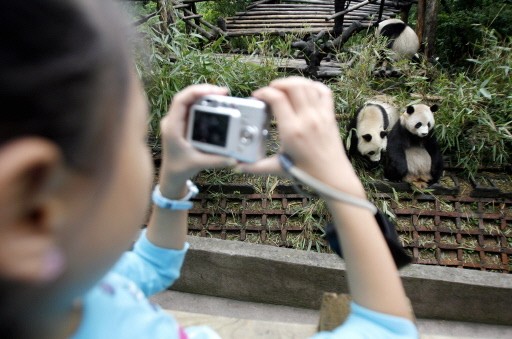 CHINA-ENVIRONMENT-ANIMAL-PANDA