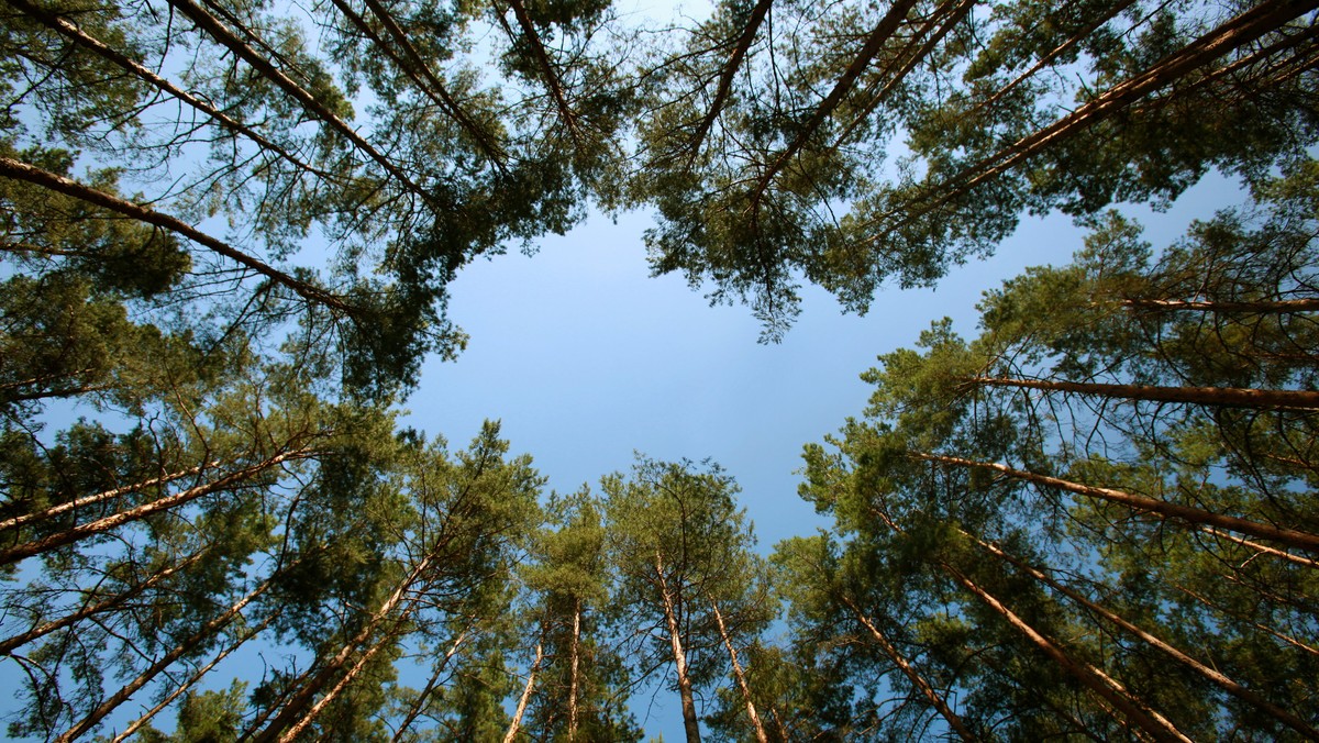 Rąbień: zwłoki mężczyzny znalezione na torfowisku