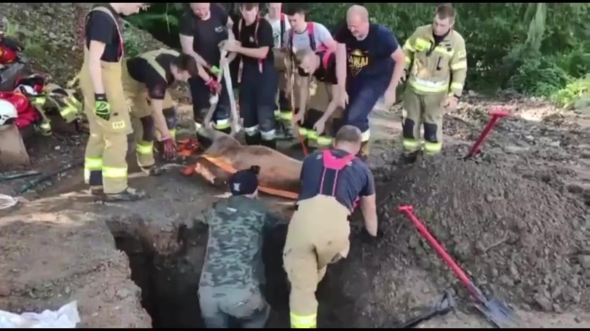 Wybrała się na jabłuszka i wpadła w tarapaty, na szczęście sztab ludzi łanię uratował