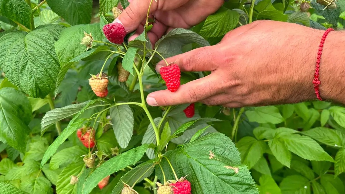  Maline