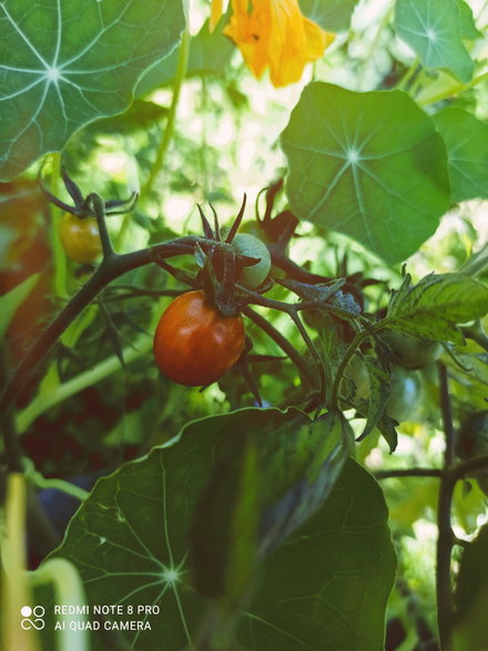 Pomidory z działki Kacpra i Alicji