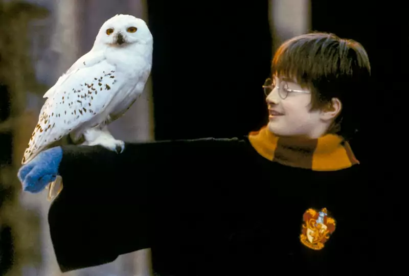 Daniel Radcliffe i jedna z sów śnieżnych w filmie &quot;Harry Potter i kamień filozoficzny&quot; Fot. Warner Bros/Courtesy Everett Collection