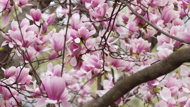 Rozsyp kilka garści pod krzewem. Magnolia obsypie się kwiatami