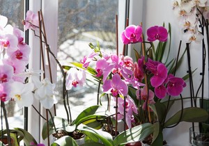 Orhideje