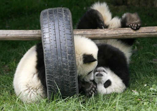 CHINA-WILDLIFE-PANDA