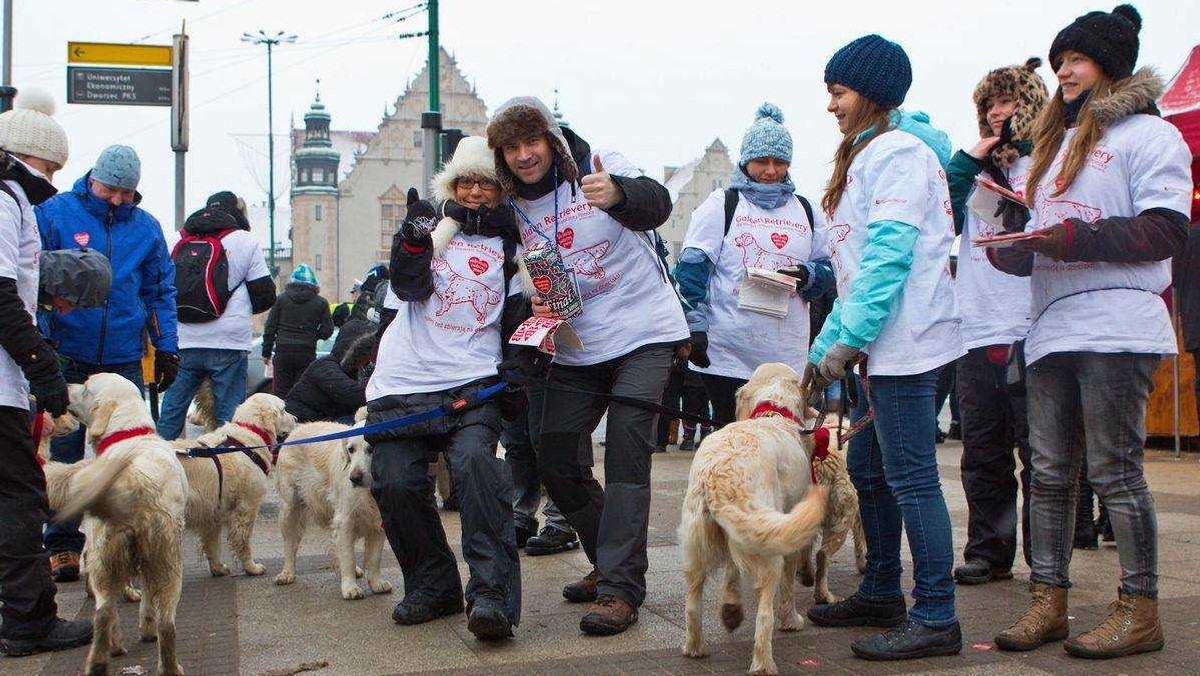 Golden retrievery już po raz dziewiąty będą kwestować dla Wielkiej Orkiestry Świątecznej Pomocy podczas 26. finału w Poznaniu. Grupa znajomych i miłośników czworonogów postanowiła w ten niecodzienny sposób wesprzeć akcję Jurka Owsiaka. Psy mają wielu fanów wśród poznaniaków, zwłaszcza tych najmłodszych. - Dzieci cały rok zbierają pieniądze do skarbonki, aby móc przyjść i wrzucić je do puszki. A przy okazji przytulić i pogłaskać psiaka - mówi Onetowi Szymon Kapela z największej grupy wolontariuszy z psami w Polsce.