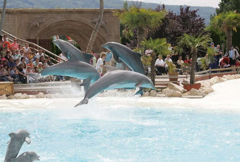 Dwa delfiny nie żyją przez techno party