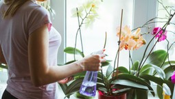 Zalej wodą to warzywo i podlej storczyka. Będzie kwitł jak szalony