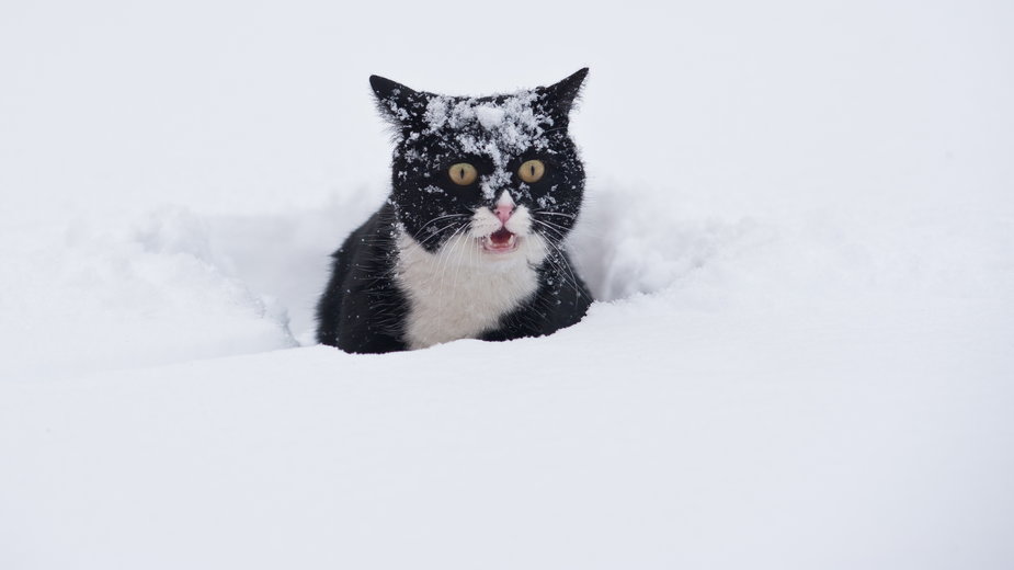 Czy koty marzną zimą?