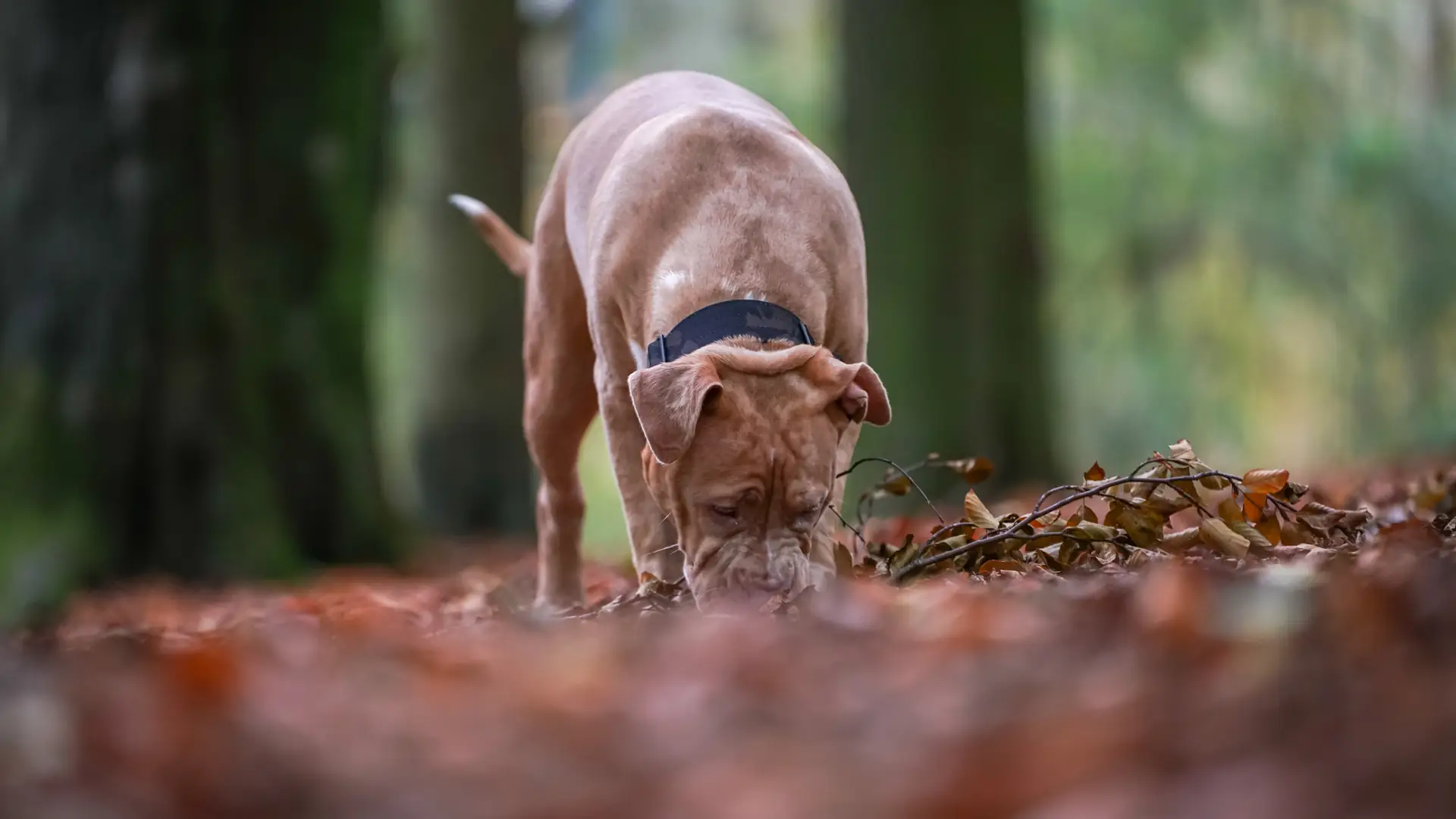 Wielka Brytania zakazuje psów American XL Bully. "Są zagrożeniem"