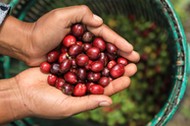 Indonesia, Farmer Holding Freshly Organic Coffee Beans, Red Coffee Cherries, Raw Berries Coffee Beans