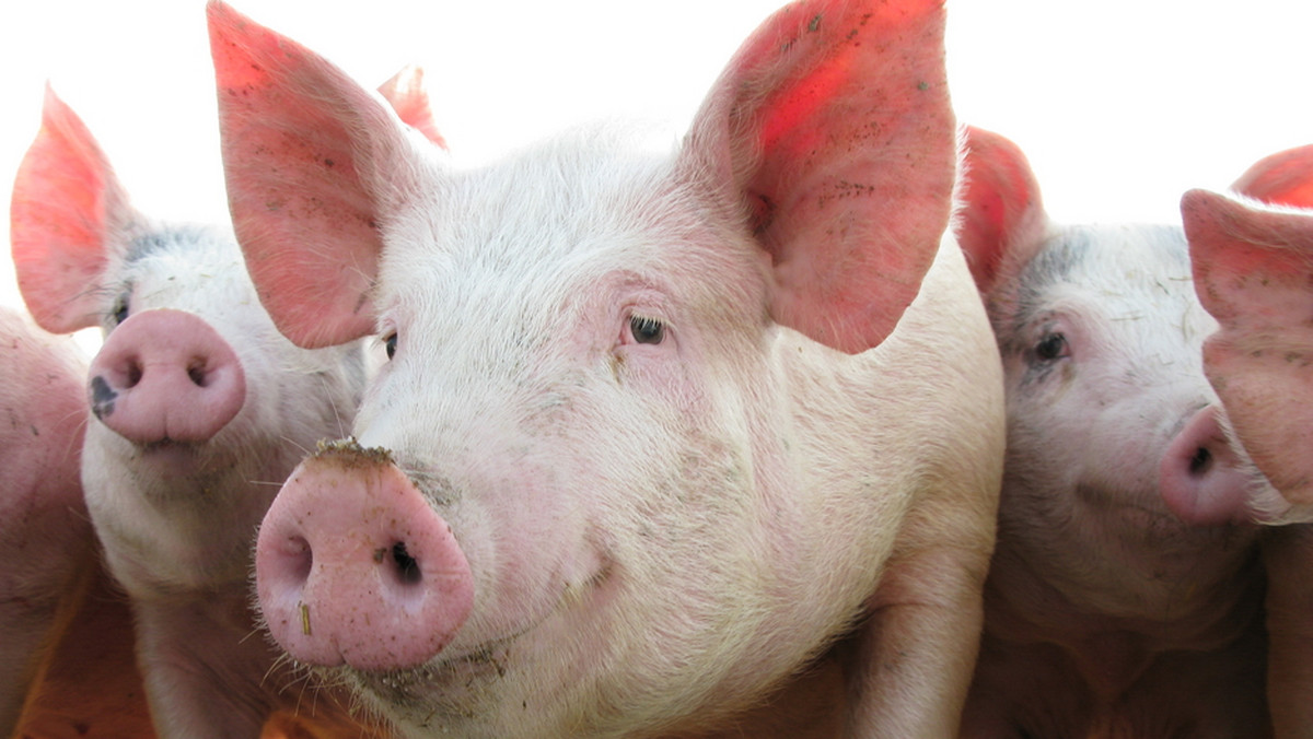 Uśpiono i zutylizowano ok. 550 świń z gospodarstwa we wsi Rębiszewo Studzianki w podlaskiej gminie Wysokie Mazowieckie, gdzie wykryto piąte w kraju ognisko ASF u trzody chlewnej - poinformował PAP starosta wysokomazowiecki Bogdan Zieliński. Trwa kontrola weterynaryjna sąsiednich gospodarstw.