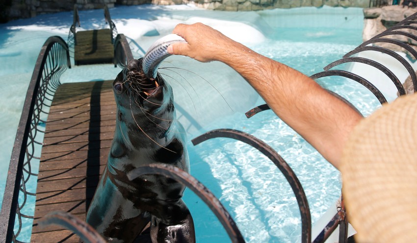 U vreme sankcija i inflacije ulaznica je bila hrana za životinje