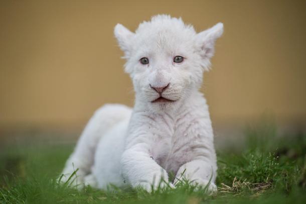 Four-week-old female white lion cub