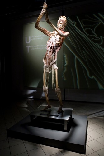 'W przeciwieństwie do plastikowych modeli, które są wyidealizowanym przez artystę obrazem ludzkiego ciała, ludzkie preparaty pokazywane na wystawie pokazują rzeczywisty wygląd ciała i jego poszczególnych organów'