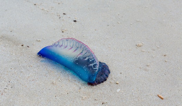 Morski jež sa pipcima