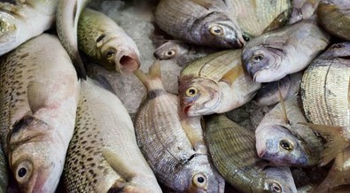 Fish import to Nigeria drops by 5.9% from ₦3.4 billion to ₦3.2 billion in 1 year