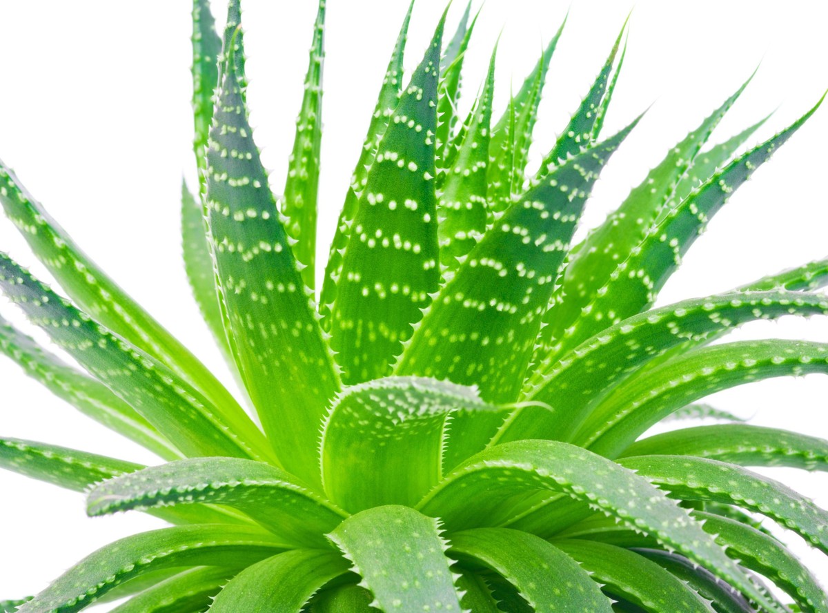 Aloes dba o zdrowie i urodę. Właściwości