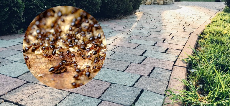 Jak pozbyć się mrówek z kostki brukowej? Koniecznie wypróbuj ten sposób