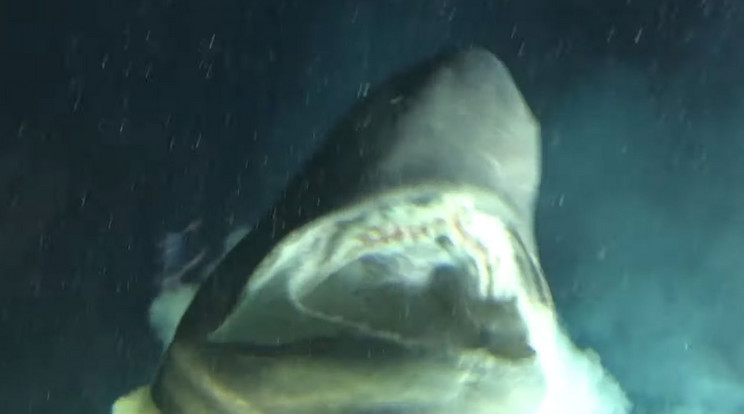 Óriási cápát találtak a tenger mélyén / Fotó: Youtube