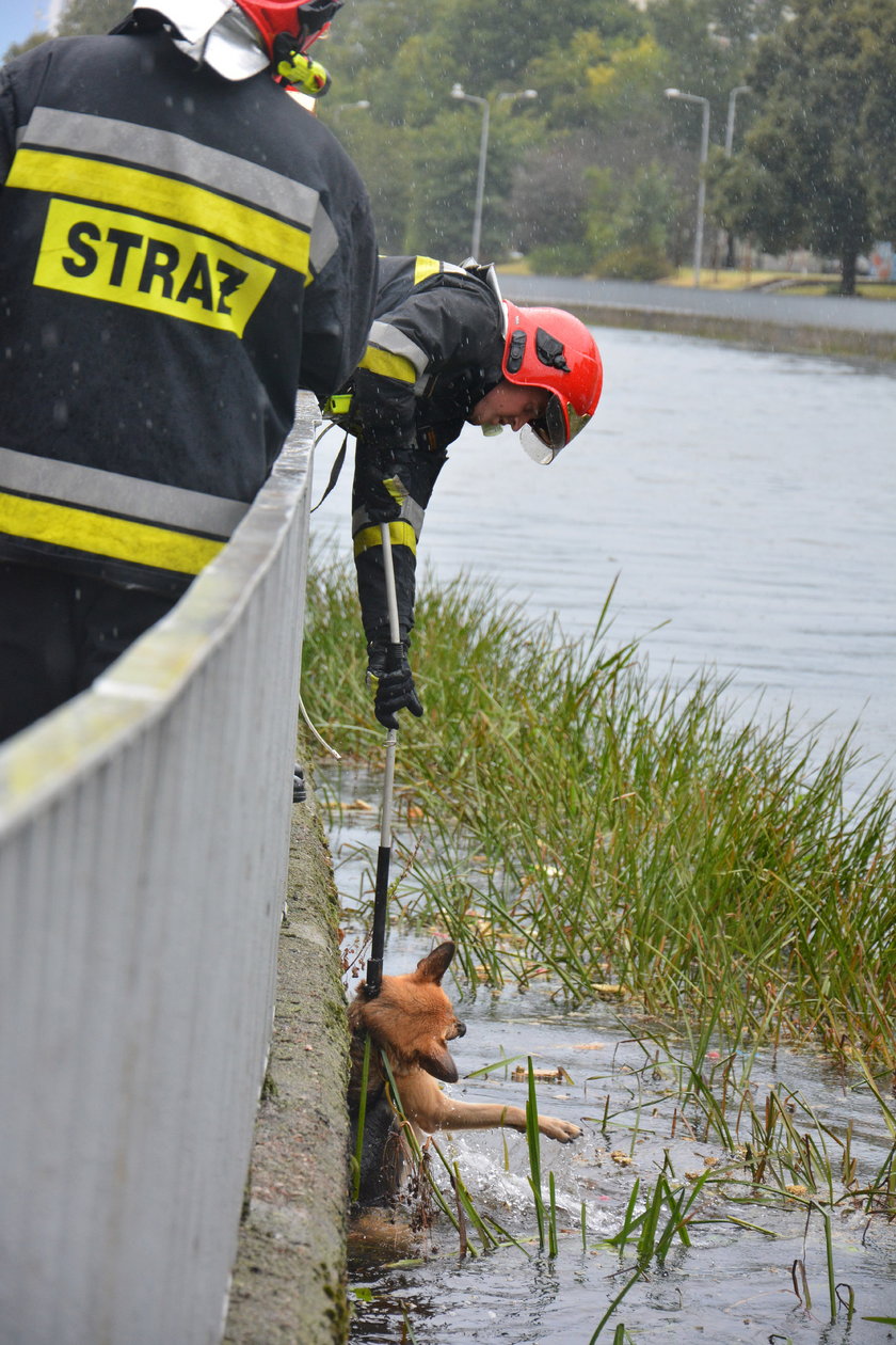 Strażacy ratują psa