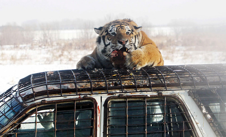 Chiny - tygrysy z Harbin