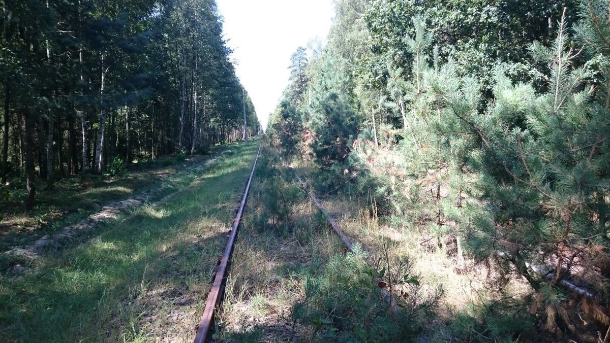 Nie jest to bynajmniej szkółka leśna, choć może z wyglądu ją przypomina. To czynna linia kolejowa Tarnowskie Góry – Opole Główne. Trudno tu nawet dostrzec tor, który jest zarośnięty bujną roślinnością. Jeżdżą jednak po nim pociągi. Na odcinku tej linii kolejowej kursuje nawet...Pendolino.